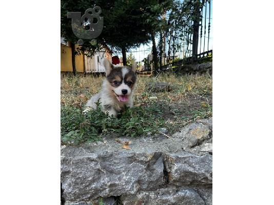PoulaTo: Ουαλικό Corgi Pembroke κουτάβια προς πώληση